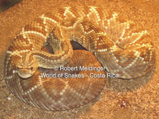 Crotalus durissus cumanensis Bild01